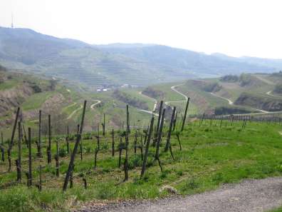 Kaiserstuhl-Rennrad-Wochenende Texas Pass